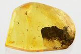 Fossil Beetle Larva (Coleoptera) in Baltic Amber #372541-1